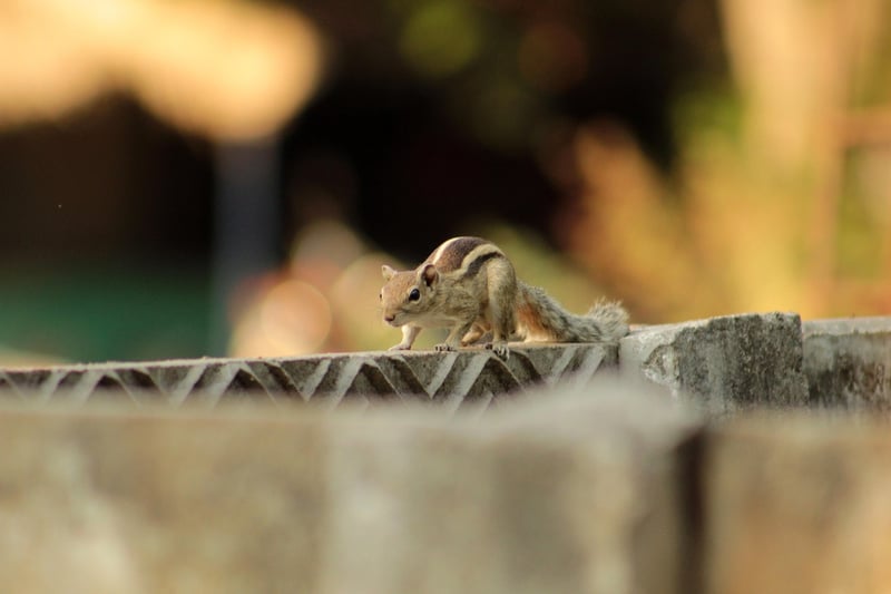 Squirrel in the wild